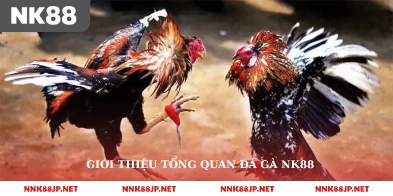 Giới thiệu tổng quan đá gà nk88